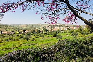 הגפן