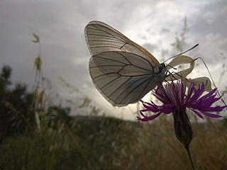 התמונה המנצחת